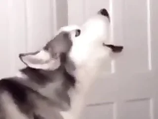 Furry Gay XXX